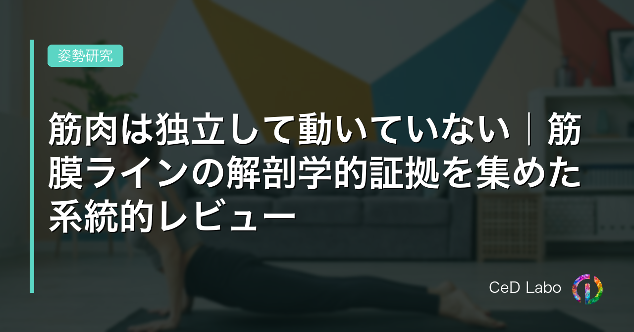 筋肉は独立して動いていない｜筋膜ラインの解剖学的証拠を集めた系統的レビュー