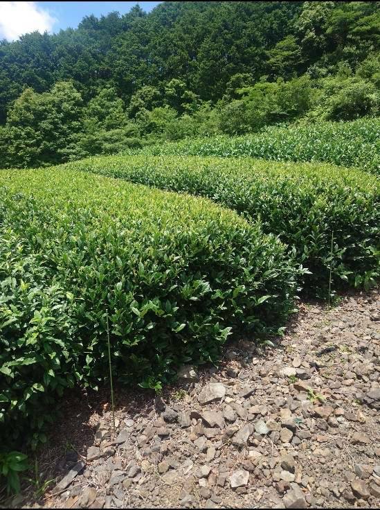 やぶきたの茶畑。夏の日差しを受けた畝と、背後に迫る杉の森