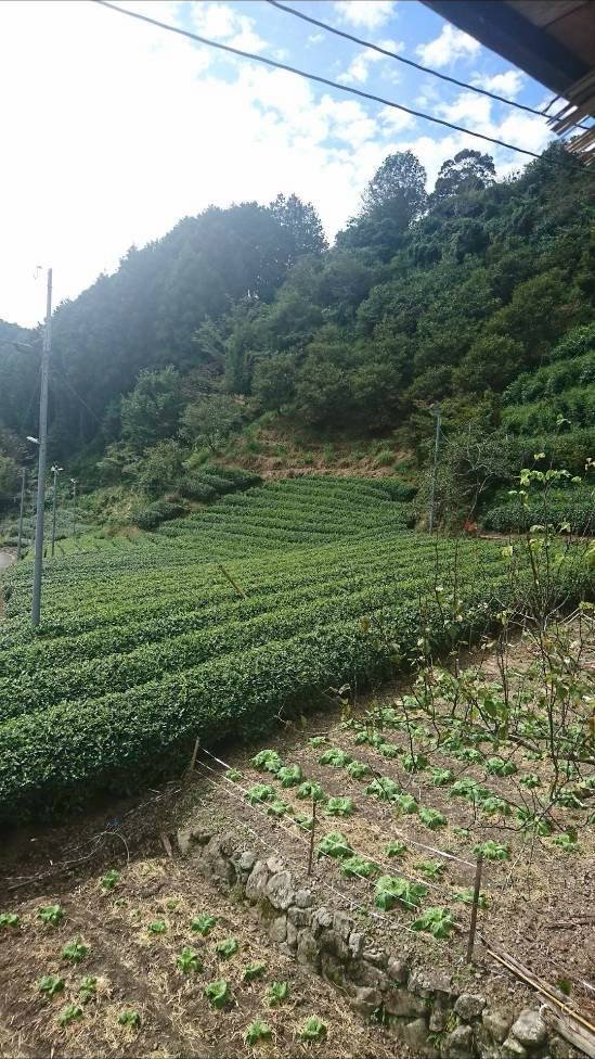 やぶきたの茶畑と野菜の畑が斜面に沿って並び、その先に山と集落