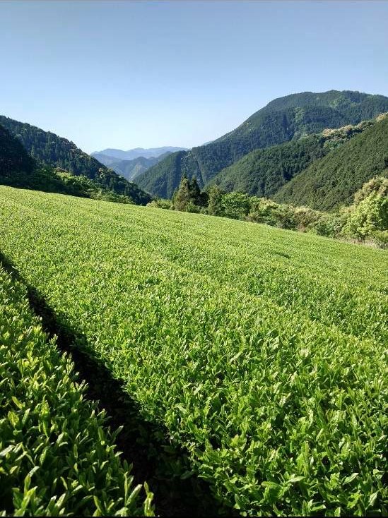 やぶきたの茶畑。山並みに囲まれた斜面に、茶の畝がまっすぐ伸びている